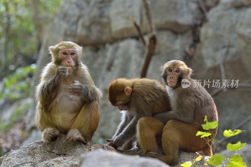 三只猴子坐在一块石头上