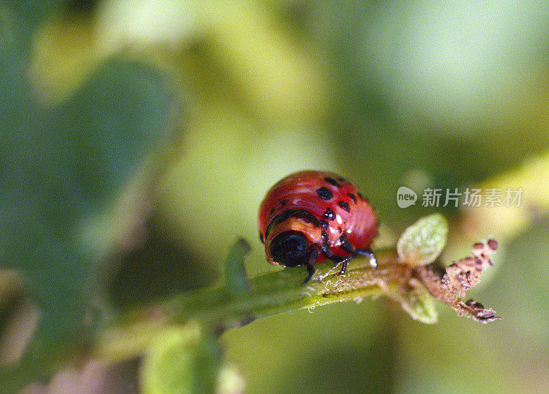 马铃薯植株上的科罗拉多马铃薯甲虫幼虫