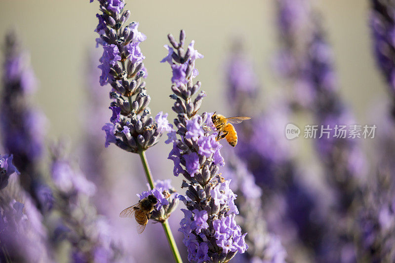 新西兰:蜜蜂为薰衣草授粉