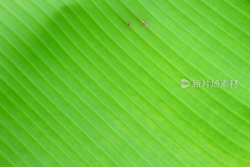 热带香蕉棕榈叶背景