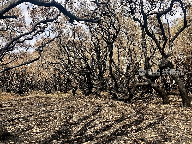 2019年澳大利亚新南威尔士州发生丛林火灾后，沿海灌木丛森林被烧毁