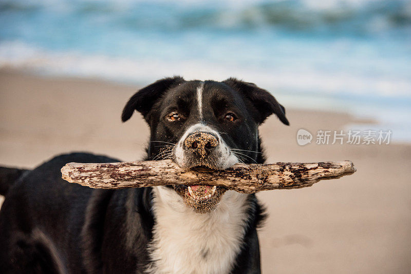 狗嘴里叼着一根木棍在海滩上