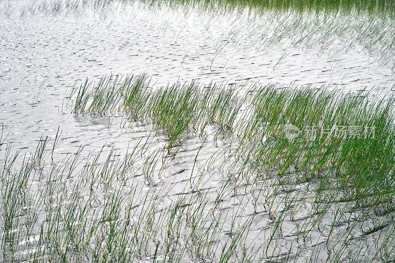 17、绿草荡漾，流水荡漾