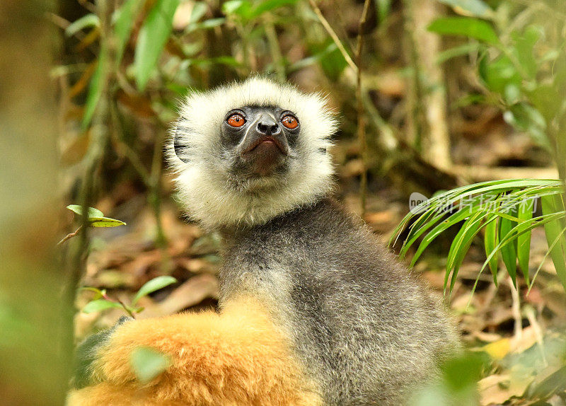 王冠Sifaka