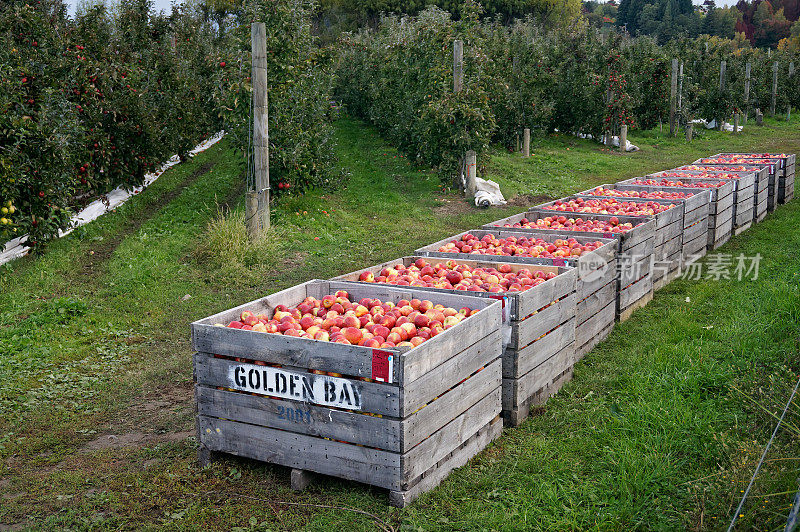 木苹果箱装满了鲜红的、玫瑰色的、刚摘下来的苹果。