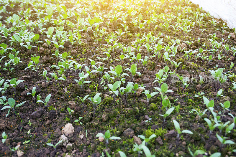 茄子树苗在阳光下的农地里