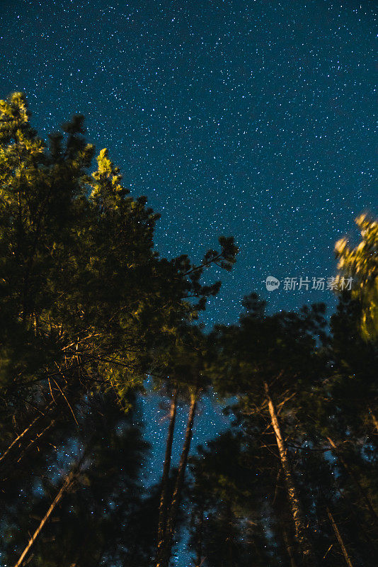 夜晚星空下的树木