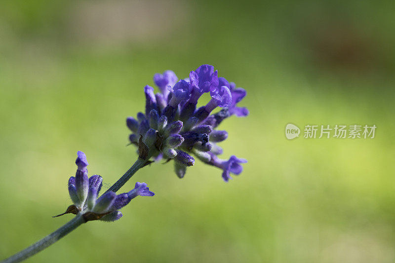 英国，夏天花园里的薰衣草花