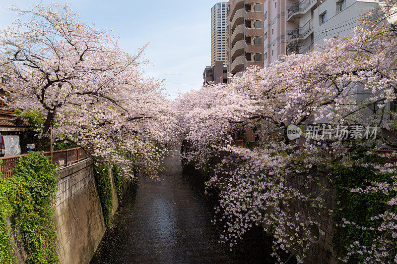 目黑河樱花盛开