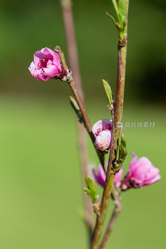 霜桃树粉红花朵垂直形象