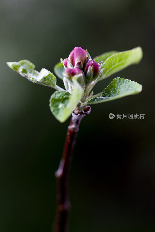 苹果花