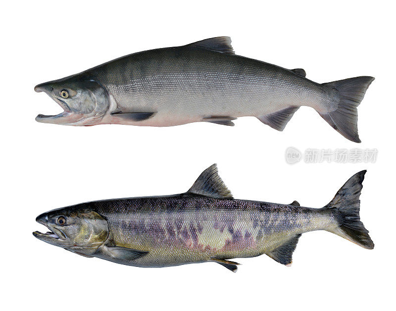 鲑鱼，阿拉斯加，美国