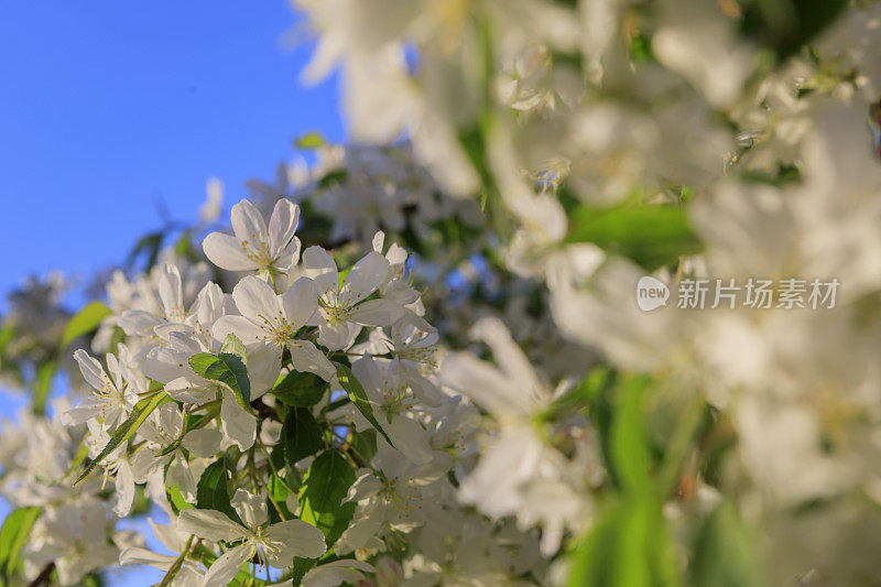 白色的杏树在湛蓝的天空下开花