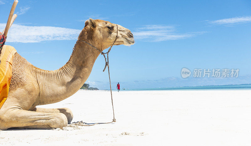骆驼在迪亚尼海滩