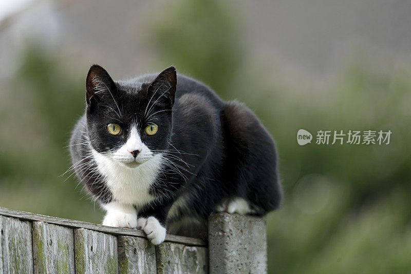 一只黑白相间的猫在花园的篱笆上