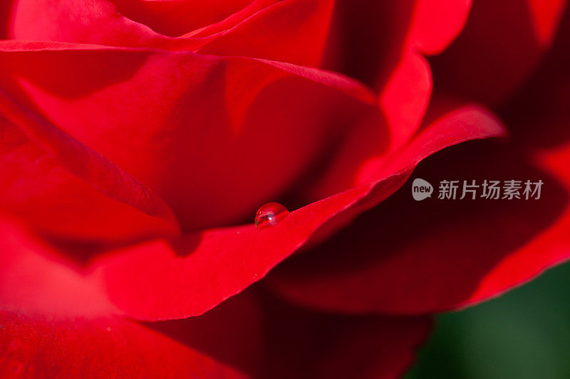 一个红色玫瑰花与液滴的极端特写