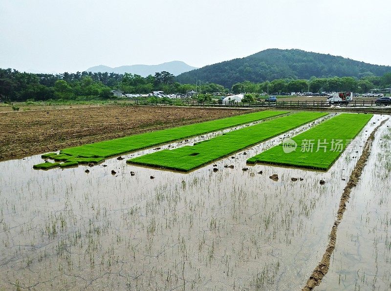 VH544是韩国稻田的景观