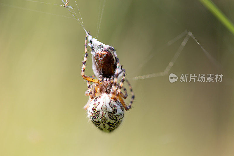 雌橡树蜘蛛-巨蛛
