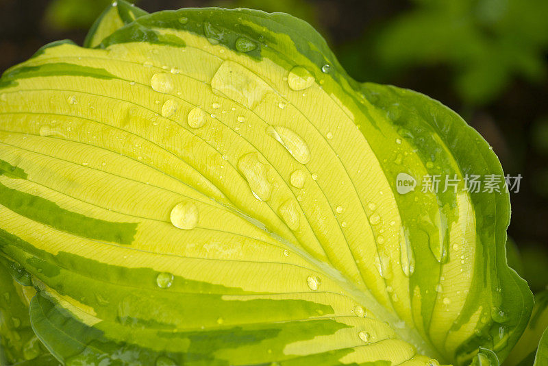 年轻的叶玉簪属草本植物。雨中植物的叶子