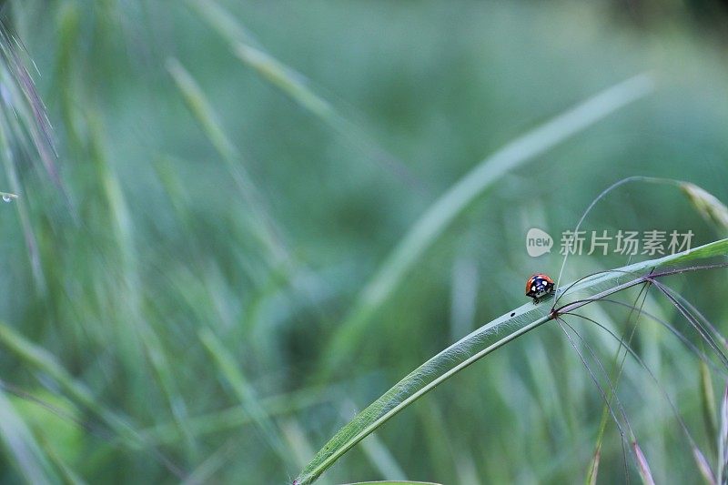 草茎上的一只小瓢虫