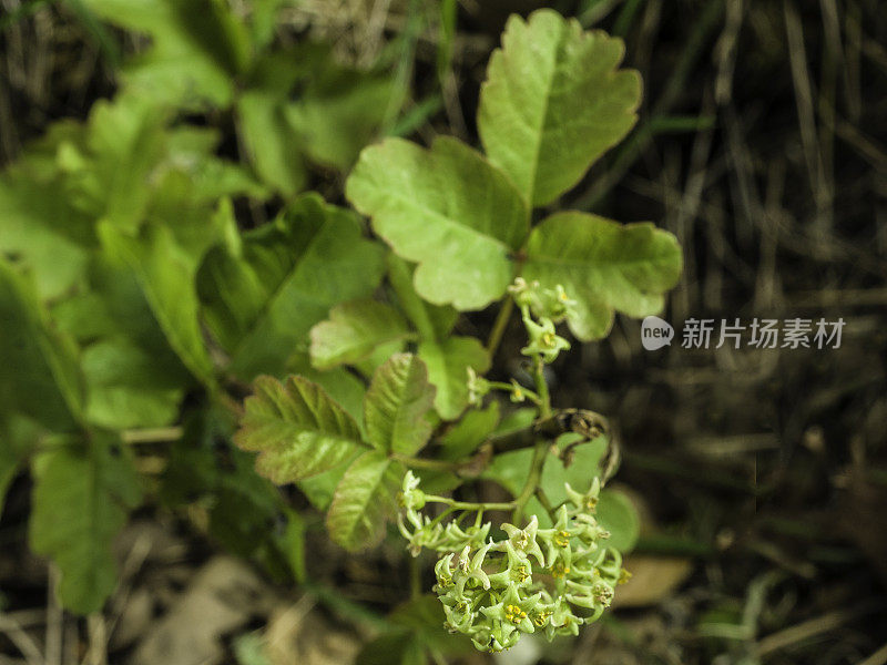 毒橡、西洋毒橡或太平洋毒橡属，属花楸科。有些人接触这种植物后会引起过敏皮疹和瘙痒。Pepperwood保存;圣罗莎;索诺玛县