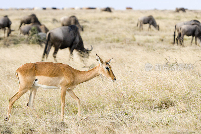 格兰特瞪羚，马赛马拉国家保护区，肯尼亚