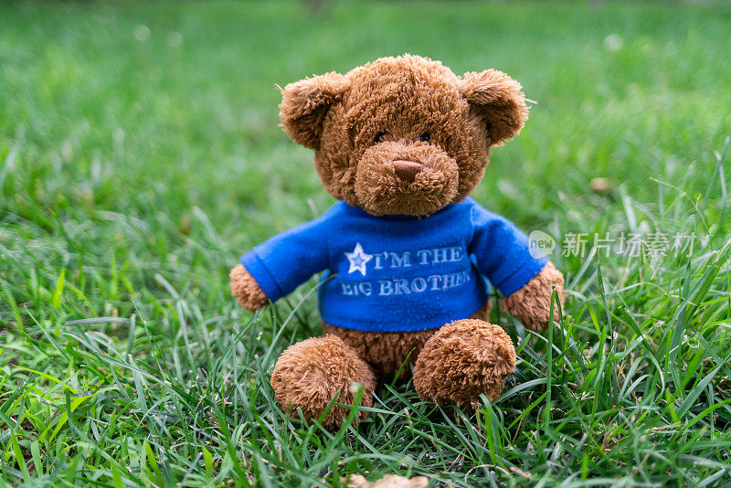 泰迪熊坐在草地上