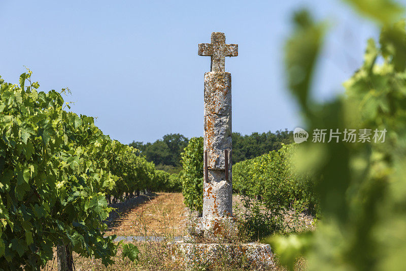 生长在科涅克市附近的法国夏朗特地区的葡萄