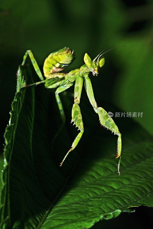 螳螂从绿叶上爬下来。