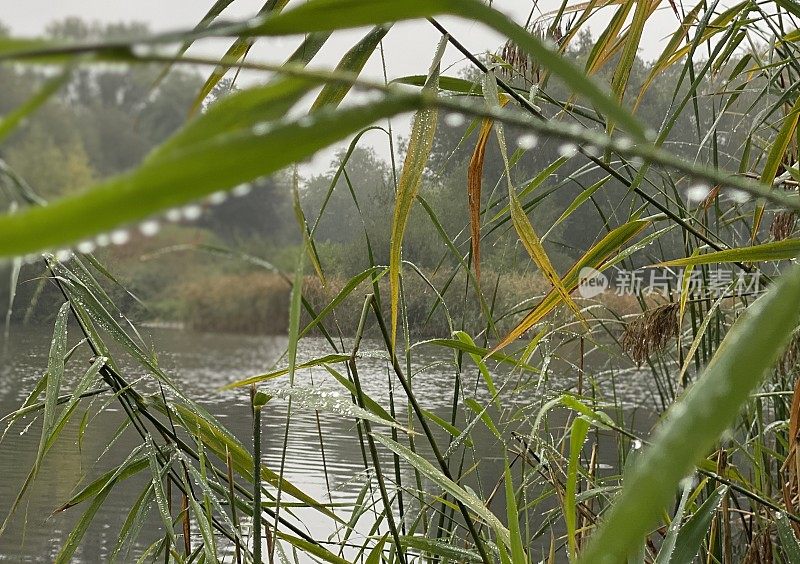 雨滴像珍珠