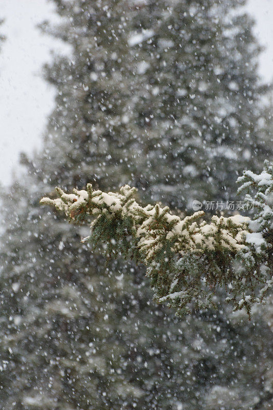 树下的暴风雪