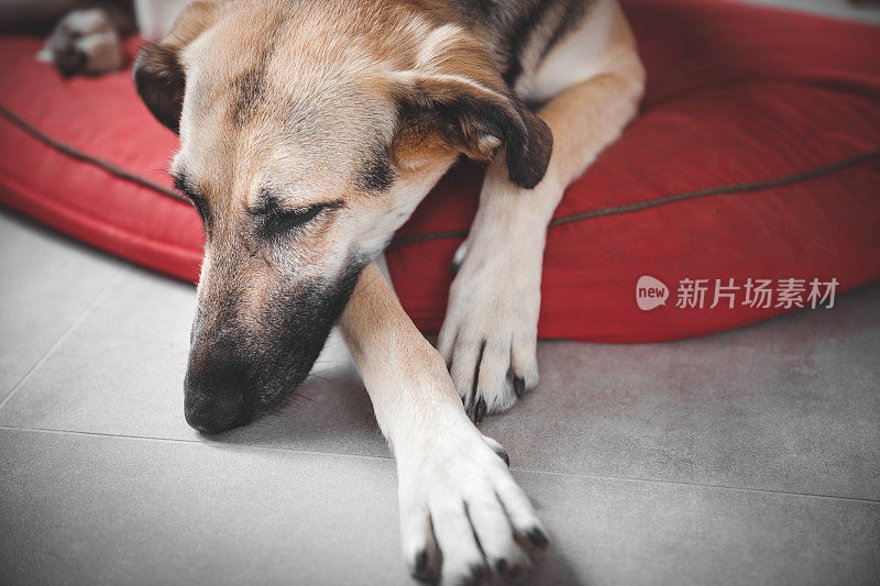 可爱的混合棕色灰狗老狗聪明地躺在他的红色垫子在客厅