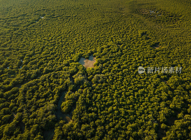 心形的红树林海滩和森林在乌姆阿尔夸文酋长国