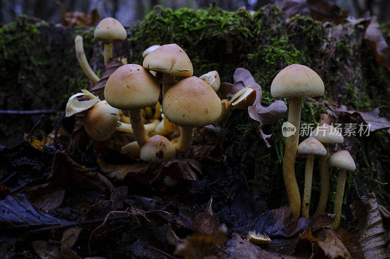 地上生长的蘑菇特写镜头