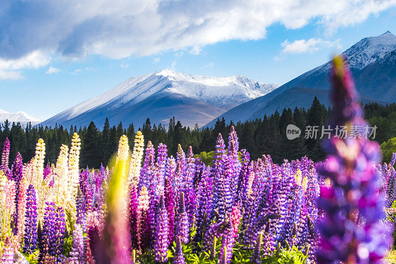 春天在神奇的新西兰，色彩鲜艳的羽扇豆花与雪山和松树林。