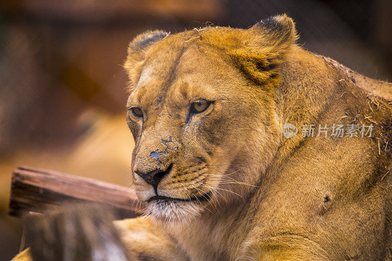 吃完东西后，母狮子在休息。参观内罗毕重要的无保护或受伤动物孤儿院。肯尼亚