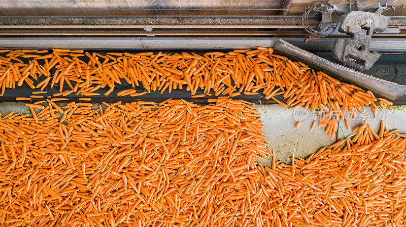 胡萝卜在传送带上。工厂胡萝卜生产线。