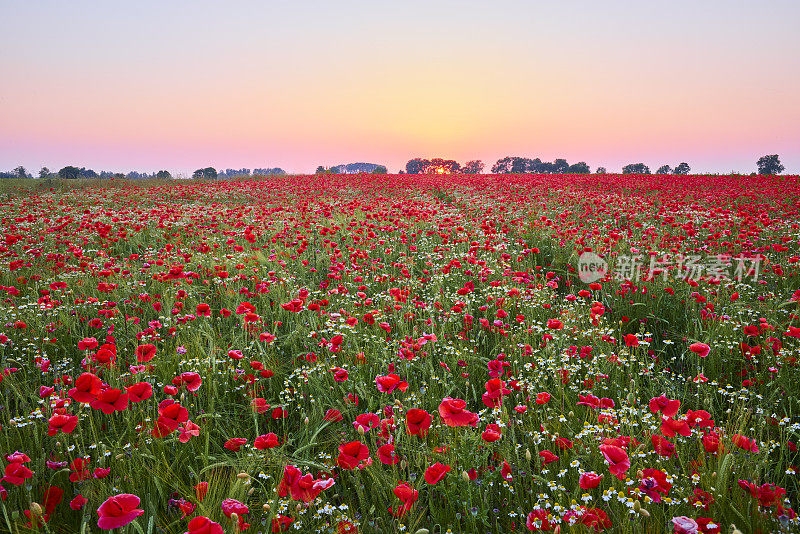 夕阳下的罂粟田