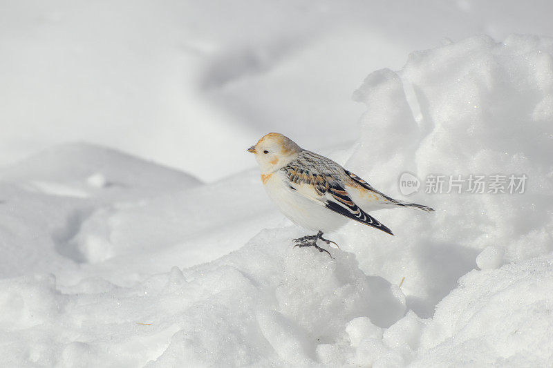 阿拉斯加内陆的雪旗