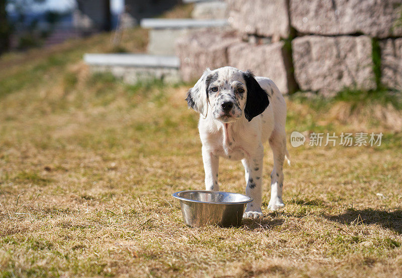 挪威奥斯陆，一只英国塞特犬和一只水碗