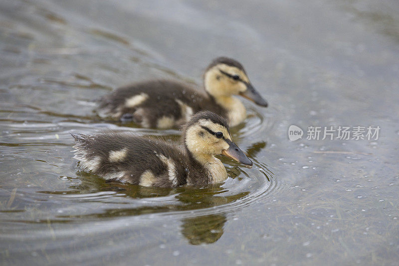 英国北约克郡的一群春天里在池塘里游泳的野鸭
