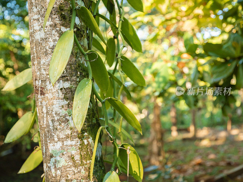 香草planifolia