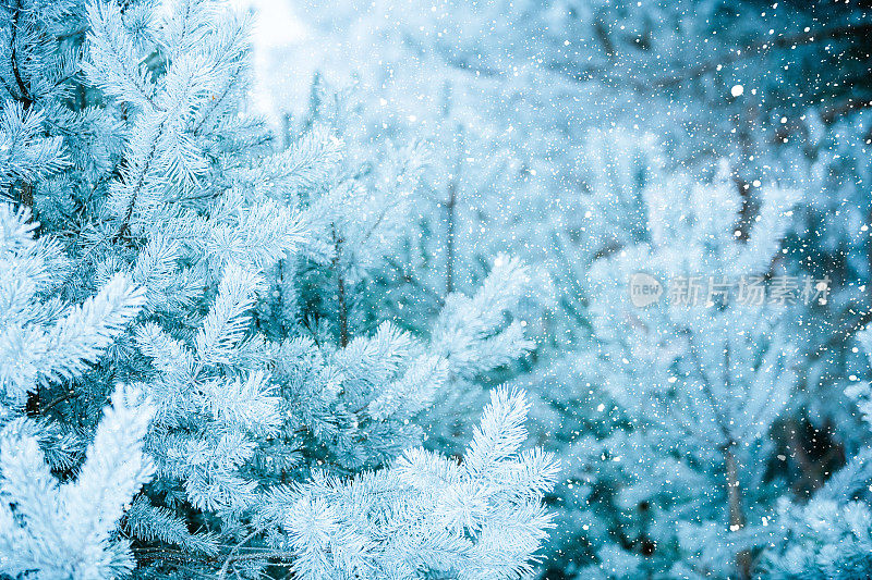 冬天的场景-冻松的树枝上覆盖着一层雪。森林里的冬天