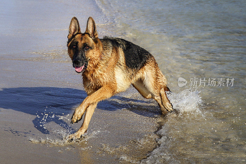 德国牧羊犬在海滩上玩耍