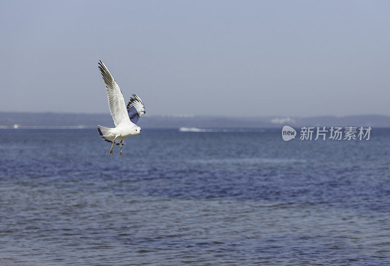 海鸥飞过海滩