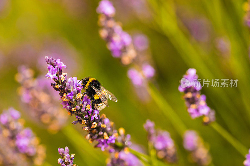 大黄蜂从丁香薰衣草花中采集花蜜的特写
