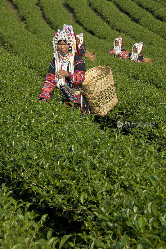 阿卡茶器