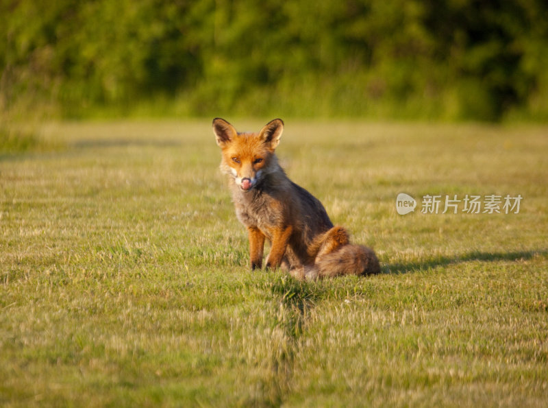 红狐狸