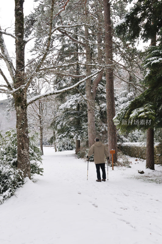 活跃的老年行走在雪林