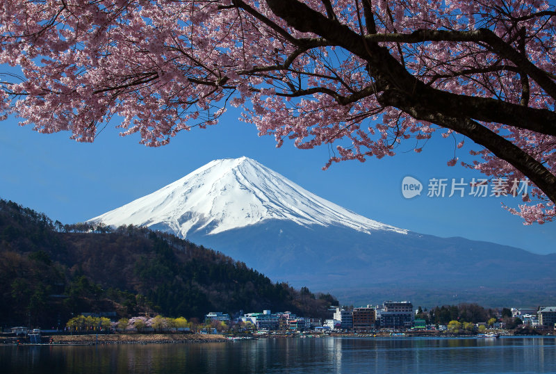 富士山和樱花